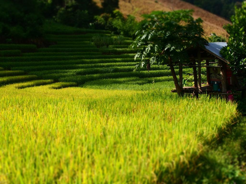 Kowitfarmstay Ban Mae Pan Noi Exterior photo