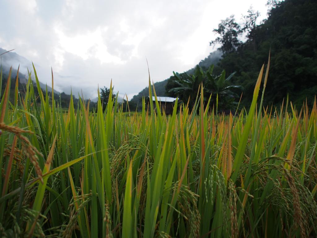 Kowitfarmstay Ban Mae Pan Noi Exterior photo